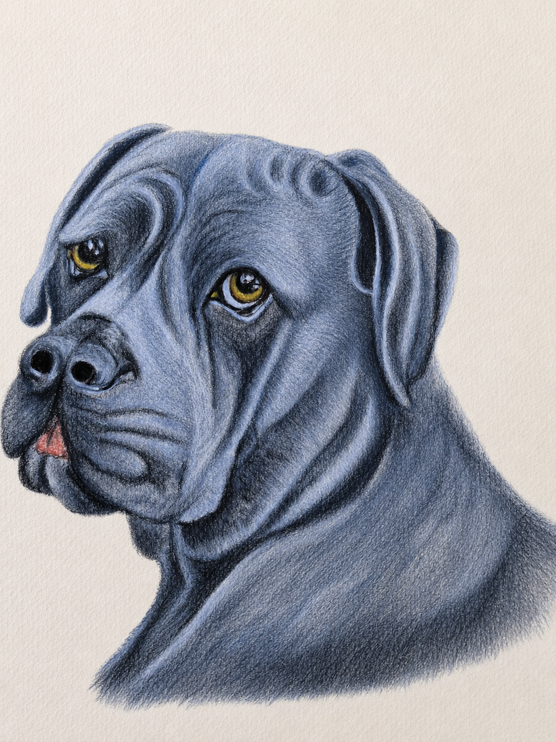 Pastel portrait of Harley, a cane corso