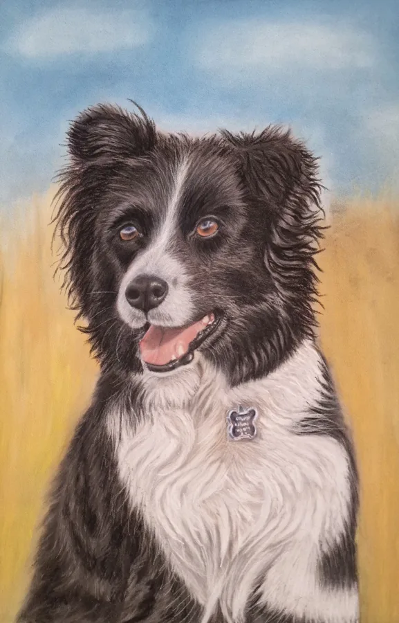 Custom soft pastel pet portrait by Claire of Bella from Nova Scotia, a black and white border collie in a golden meadow