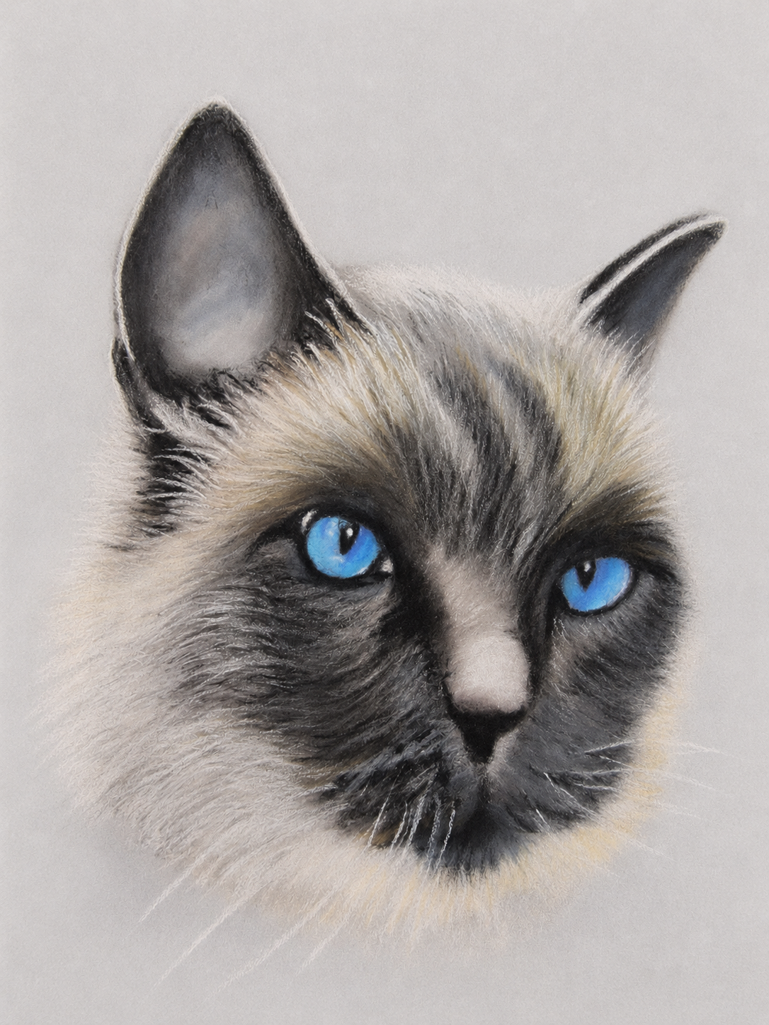 Pastel portrait of Smoky, a grey cat with blue eyes