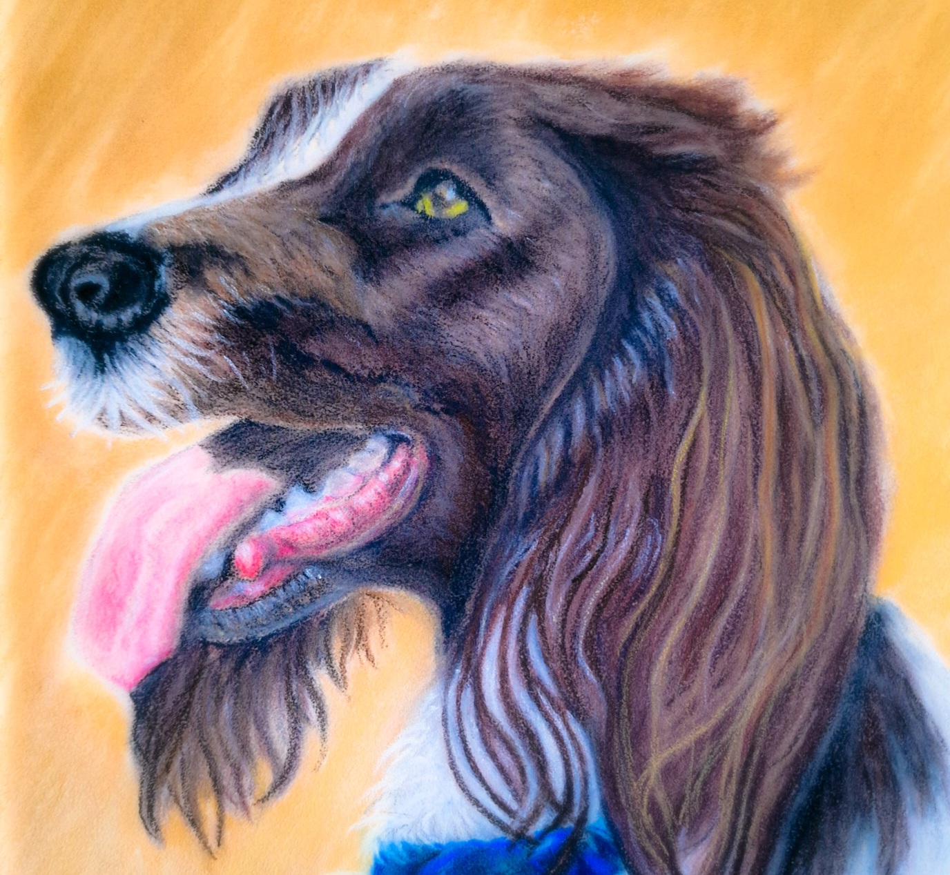 Pastel portrait of Poppy, a spaniel in profile