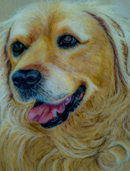 Pastel portrait of Franco, a golden retriever