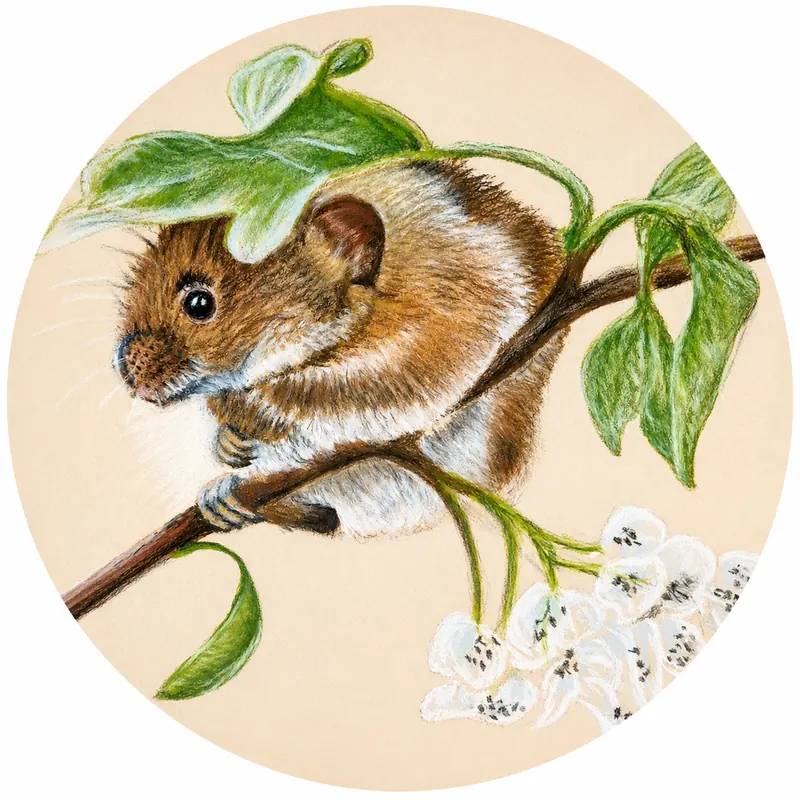 Custom soft pastel pet portrait by Claire of a harvest mouse on a branch
