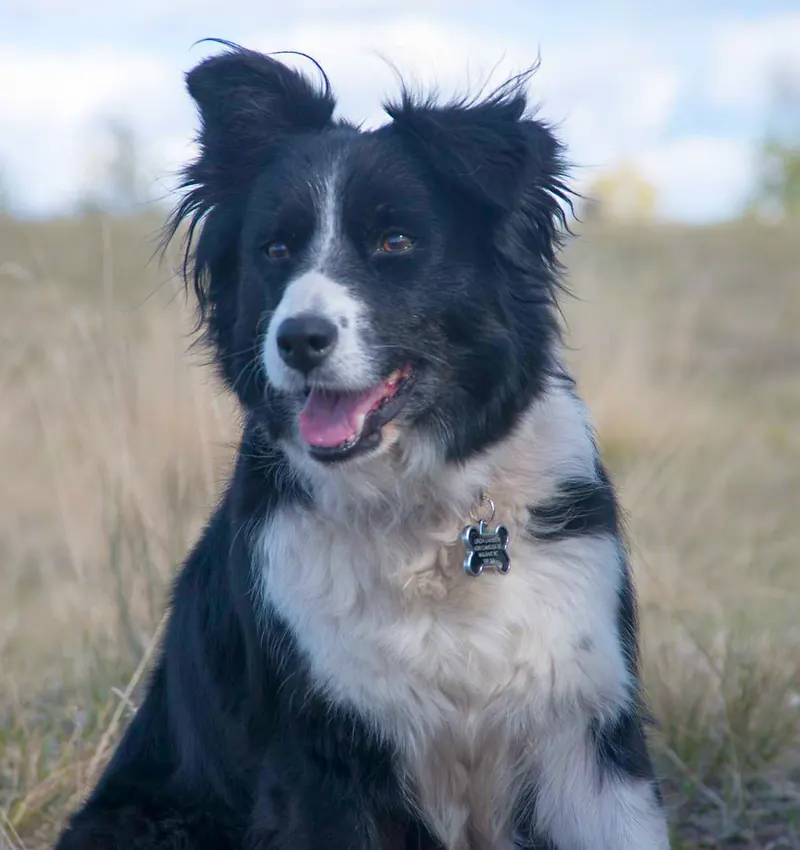 Bella from Nova Scotia — black and white Border Collie memorial portrait work in progress