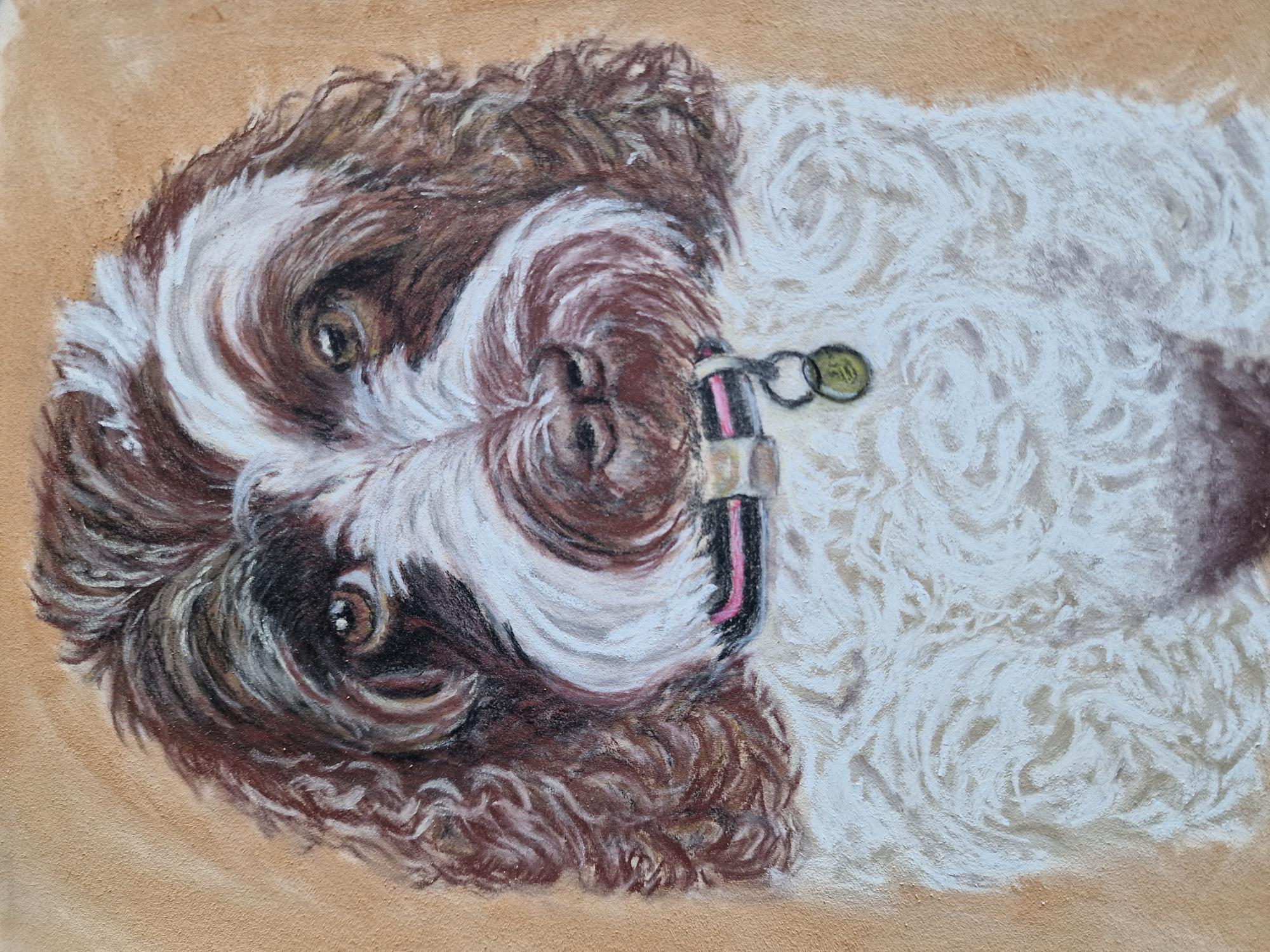 Pastel portrait of a brown and white cockapoo