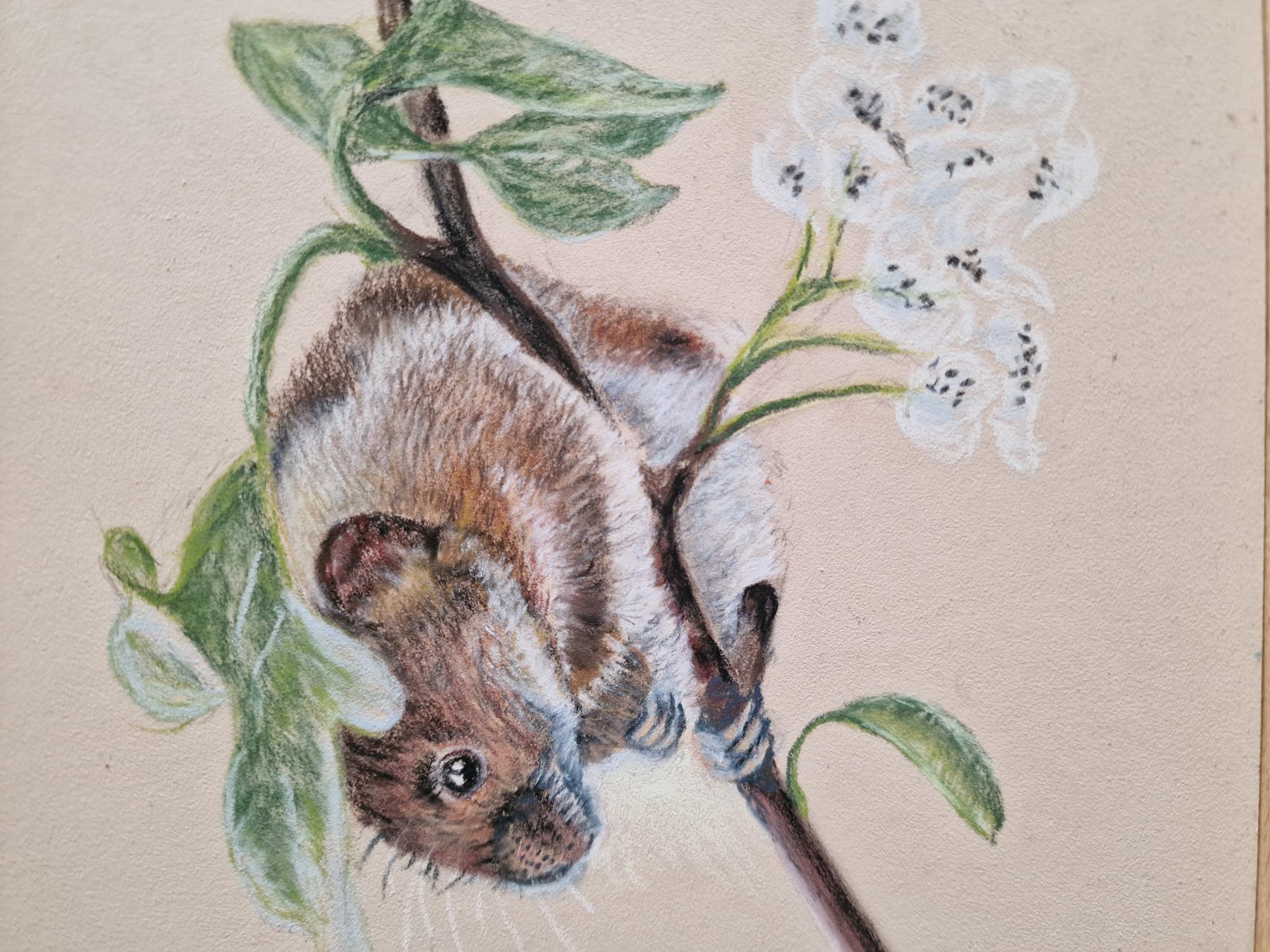 Pastel study of a harvest mouse on a branch