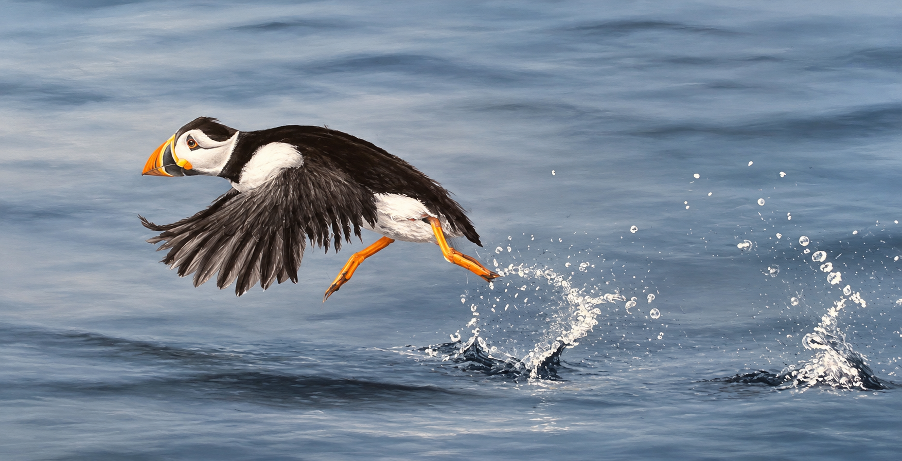 Pastel study by Claire of a puffin taking off from the sea with a spray of water