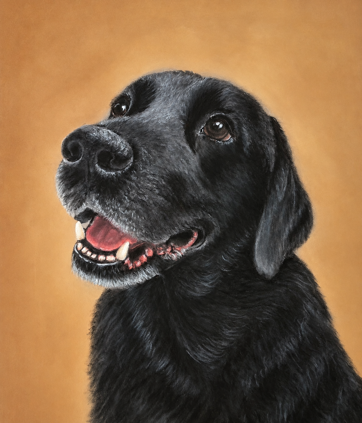 Custom soft pastel pet portrait by Claire of Jaxson, a smiling black Labrador with dark expressive eyes against a golden background